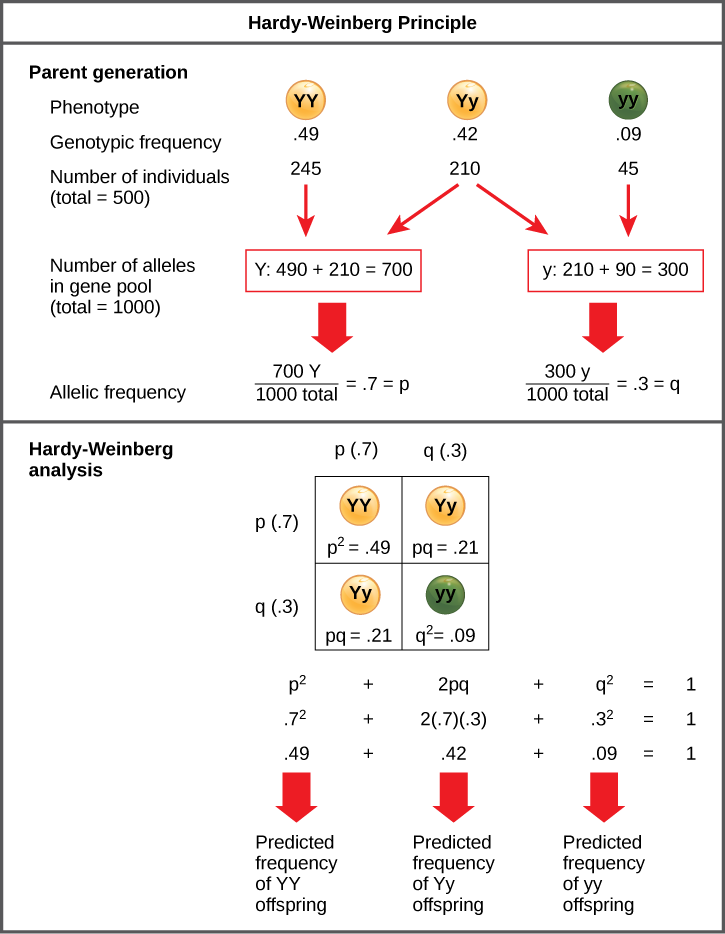 The Hardy–Weinberg principle is used to predict the genotypic distribution of offspring in a given population. In the example given, pea plants have two different alleles for pea color. The dominant capital Y allele results in yellow pea color, and the recessive small y allele results in green pea color. The distribution of individuals in a population of 500 is given. Of the 500 individuals, 245 are homozygous dominant (capital Y capital Y) and produce yellow peas. 210 are heterozygous (capital Y small y) and also produce yellow peas. 45 are homozygous recessive (small y small y) and produce green peas. The frequencies of homozygous dominant, heterozygous, and homozygous recessive individuals are 0.49, 0.42, and 0.09, respectively.  Each of the 500 individuals provides two alleles to the gene pool, or 1000 total. The 245 homozygous dominant individuals provide two capital Y alleles to the gene pool, or 490 total. The 210 heterozygous individuals provide 210 capital Y and 210 small y alleles to the gene pool. The 45 homozygous recessive individuals provide two small y alleles to the gene pool, or 90 total. The number of capital Y alleles is 490 from homozygous dominant individuals plus 210 from homozygous recessive individuals, or 700 total. The number of small y alleles is 210 from heterozygous individuals plus 90 from homozygous recessive individuals, or 300 total.  The allelic frequency is calculated by dividing the number of each allele by the total number of alleles in the gene pool. For the capital Y allele, the allelic frequency is 700 divided by 1000, or 0.7; this allelic frequency is called p. For the small y allele the allelic frequency is 300 divided by 1000, or 0.3; the allelic frequency is called q.  Hardy–Weinberg analysis is used to determine the genotypic frequency in the offspring. The Hardy-Wienberg equation is p-squared plus 2pq plus q-squared equals 1. For the population given, the frequency is 0.7-squared plus 2 times .7 times .3 plus .3-squared equals one. The value for p-squared, 0.49, is the predicted frequency of homozygous dominant (capital Y capital Y) individuals. The value for 2pq, 0.42, is the predicted frequency of heterozygous (capital Y small y) individuals. The value for q-squared, .09, is the predicted frequency of homozygous recessive individuals. Note that the predicted frequency of genotypes in the offspring is the same as the frequency of genotypes in the parent population. If all the genotypic frequencies, .49 plus .42 plus .09, are added together, the result is one 