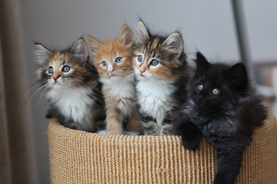 تُظهر هذه الصورة أربع قطط صغيرة في سلة: اثنان باللون الرمادي والأسود والبرتقالي والأبيض، والقطة الثالثة برتقالية وبيضاء، والقطة الرابعة سوداء.