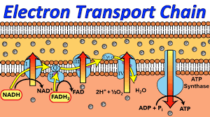 Lecture 10: Electron transport/ATP production