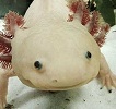 AxolotlBE.jpg