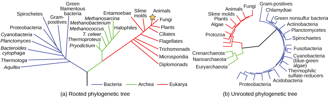 L'arbre phylogénétique de la partie a est enraciné et ressemble à un arbre vivant, avec un ancêtre commun indiqué comme base du tronc. Deux branches se forment à partir du tronc. La branche gauche mène au domaine Bactéries. La branche droite se ramifie à nouveau, donnant naissance à Archaea et à Eucarya. Des branches plus petites au sein de chaque domaine indiquent les groupes présents dans ce domaine. L'arbre phylogénétique de la partie B n'est pas enraciné. Il ne ressemble pas à un arbre vivant ; les groupes d'organismes des domaines des Archées, des Eucaryas et des Bactéries sont disposés en cercle. Les lignes relient les groupes au sein de chaque domaine. Les groupes au sein d'Archaea et d'Eucarya sont ensuite connectés entre eux. Une ligne provenant des domaines Archae/ Eucarya et une autre provenant des Bactéries se rencontrent au centre du cercle. Il n'y a pas de racine, et donc aucune indication quant au domaine apparu en premier.