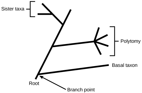 Illustration shows a phylogenetic tree that starts at a root, indicating that all organisms on the tree share a common ancestor. Shortly after the root, the tree branches out. One branch gives rise to a single, basal lineage, and the other gives rise to all other organisms on the tree. The next branch forks at one point into four different lineages, an example of polytomy. The final branch gives rise to two lineages, an example of sister taxa.
