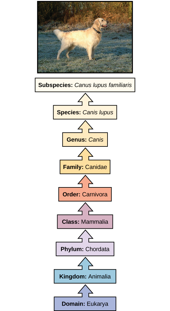 L'illustration montre la classification d'un chien, qui appartient au domaine Eukarya, au règne Animalia, au phylum Chordata, à la classe des mammifères, à l'ordre des carnivores, à la famille des Canidés, au genre Canis, à l'espèce Canis lupus et à la sous-espèce Canis lupus familiaris.