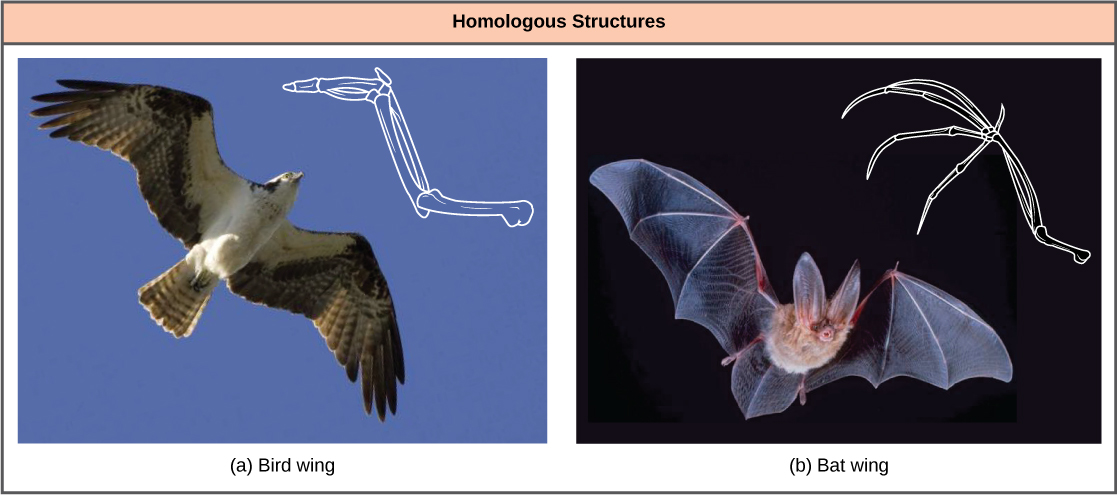 La photo a montre un oiseau en vol avec le dessin correspondant d'une aile d'oiseau. La photo b montre une chauve-souris en vol avec un dessin correspondant d'une aile de chauve-souris. L'aile d'oiseau et l'aile de chauve-souris ont des os communs, analogues aux os des bras et des doigts des humains. Cependant, dans l'aile de la chauve-souris, les os des doigts sont longs et séparés et forment un échafaudage sur lequel la membrane de l'aile est tendue. Dans l'aile de l'oiseau, les os des doigts sont courts et fusionnés à l'avant de l'aile.