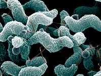 5: Metabolic Activities of Bacteria