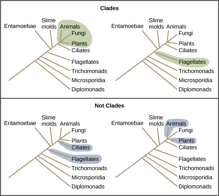 Illustrations show a phylogenetic tree that includes eukaryotic species. A central line represents the trunk of the tree. From this trunk, various groups branch. In order from the bottom, these are diplomonads, microsporidia, trichomonads, flagellates, entamoebae, slime molds, and ciliates. At the top of the tree, animals, fungi and plants all branch from the same point and are shaded to show that they belong in the same clade. Flagellates are on a branch by themselves, and they also form their own clade and are shaded to show this. In another image, Flagellates and ciliates are shaded to show that they branch from different points on the tree and are not considered clades. Likewise, a grouping of animals and plants but not fungi would not be considered a clade, which cannot exclude a branch originating at the same point as the others.