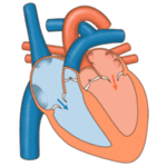 17: Cardiovascular System
