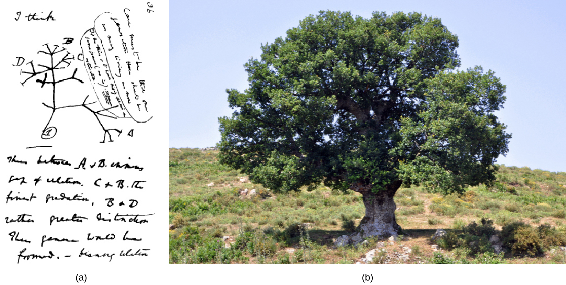 تُظهر الصورة a رسم تشارلز داروين للخطوط المتفرعة، مثل تلك الموجودة على الشجرة. تُظهر الصورة b صورة لشجرة بلوط بها العديد من الفروع.