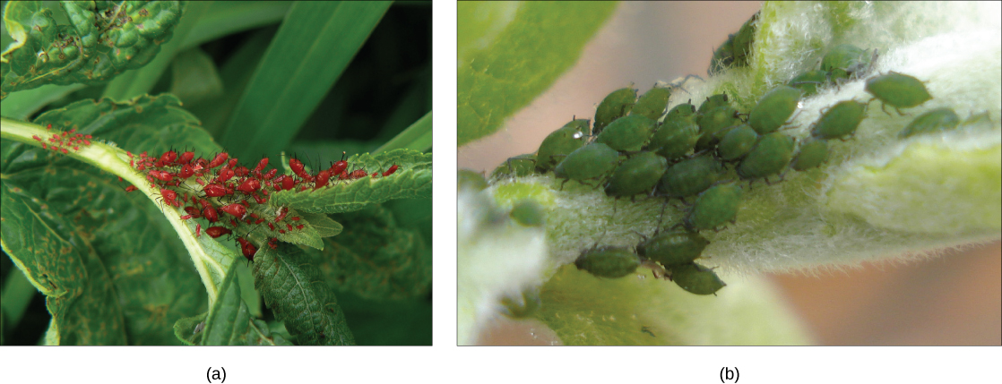 تظهر الصورة a حشرات حمراء صغيرة بيضاوية الشكل تزحف على ورقة. تظهر الصورة (ب) حشرات المن الخضراء.
