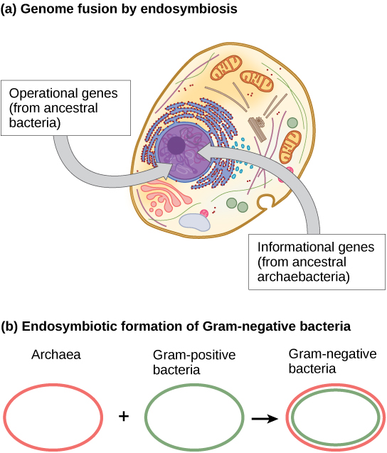 La partie A montre une cellule eucaryote. L'illustration indique que, dans le noyau, les gènes opérationnels ont été hérités d'une eubactérie ancestrale, et les gènes informatifs ont été hérités d'une archébactérie ancestrale. La partie B indique que la membrane externe des bactéries à Gram négatif est dérivée d'Archaea et que la membrane interne est dérivée de bactéries à Gram positif.