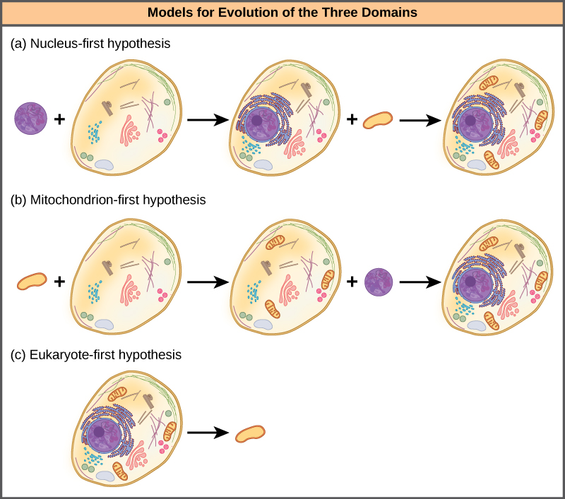 La partie A présente l'hypothèse du noyau d'abord. Selon cette hypothèse, un événement endosymbiotique primaire a entraîné l'acquisition d'un noyau par une cellule eucaryote ancestrale, et un événement endosymbiotique secondaire a entraîné l'acquisition d'une mitochondrie. La partie B présente l'hypothèse de la mitochondrie d'abord. Selon cette hypothèse, la mitochondrie a été acquise avant le noyau, mais les deux ont été acquises par endosymbiose. La partie C présente l'hypothèse des eucaryotes d'abord. Selon cette hypothèse, les procaryotes ont évolué à partir de cellules eucaryotes qui ont perdu leurs noyaux et leurs organites.