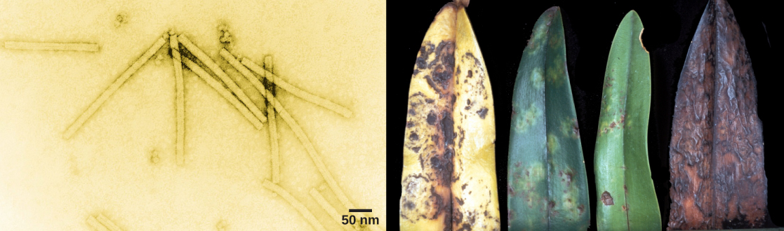 左边的电子显微照片显示了烟草花叶病毒，它的形状像一个长而细的矩形。 右图显示了处于不同腐烂状态的兰花叶子。 最初的症状是黄色和棕色斑点。 最终，整片叶子变成黄色，有棕色斑点，然后完全变成棕色。