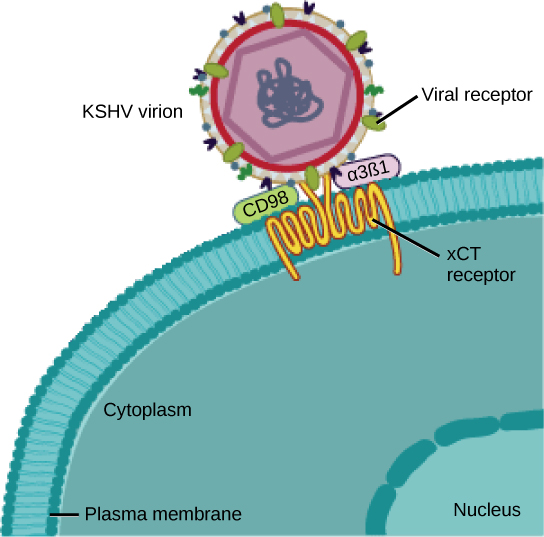 在插图中，KSHV 病毒表面的病毒受体附着在质膜中嵌入的 xCT 受体上。