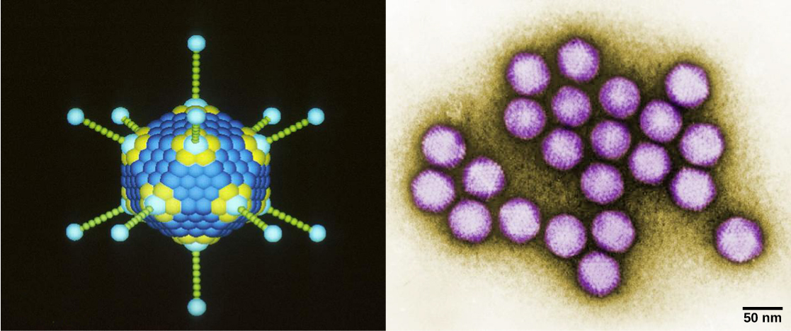 左边的插图显示了一个 20 面结构，每个顶点都伸出杆子。 右边的显微照片显示了一组腺病毒，每个腺病毒的宽度约为100纳米。