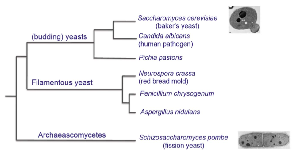 Diversification of selected yeast species within the Phylum Ascomycota Different mechanisms of cell replication in S. cerevisiae and S. pombe are apparent in electron micrographs. (S. cerevisiae image reproduced with permission of Christopher Buser. S. pombe image from Hochstenbach et al., Copyright National Academy of Sciences, U.S.A (1998), is reproduced with permission.)