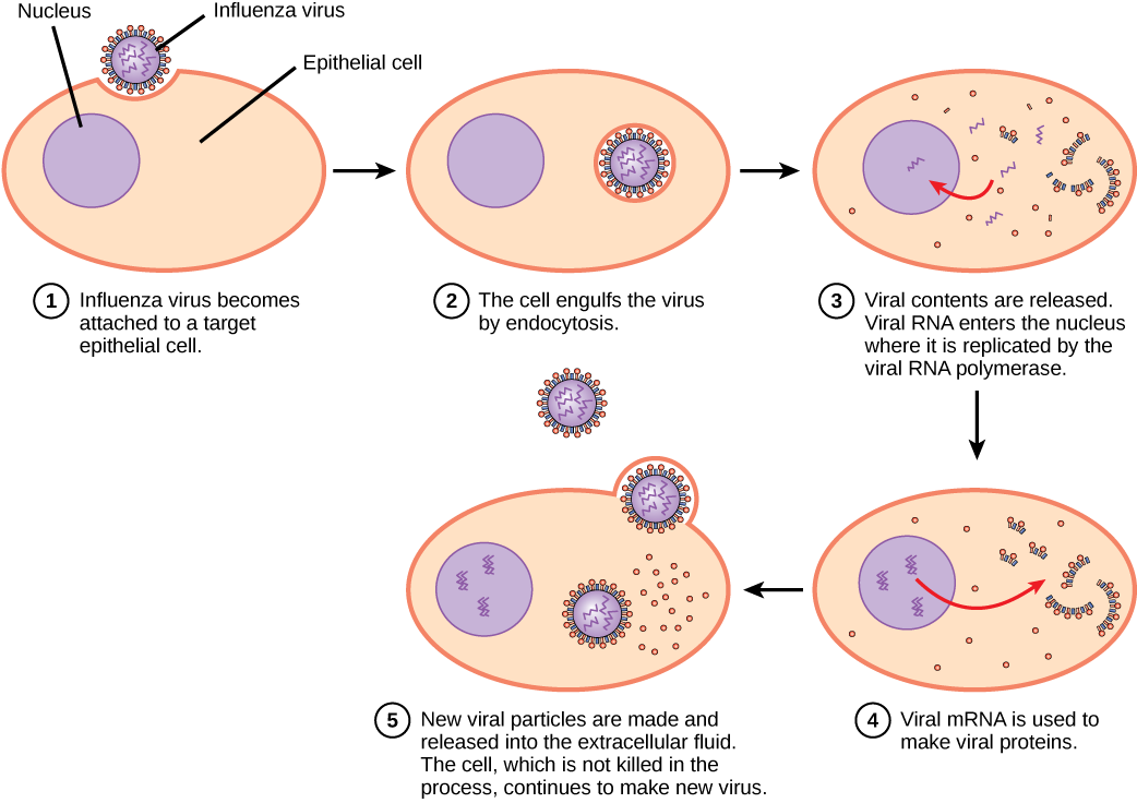 该图显示了流感病毒感染的步骤。 在步骤 1 中，流感病毒会附着在靶上皮细胞上。 在步骤2中，细胞通过内吞作用吞没病毒，病毒被包裹在细胞的质膜中。 在步骤3中，膜溶解，病毒内容物被释放到细胞质中。 病毒 mRNA 进入细胞核，然后由病毒 RNA 聚合酶复制。 在步骤 4 中，病毒 mRNA 排出到细胞质中，用于制造病毒蛋白。 在步骤5中，新的病毒颗粒被释放到细胞外液中。 在此过程中没有被杀死的细胞继续制造新病毒。