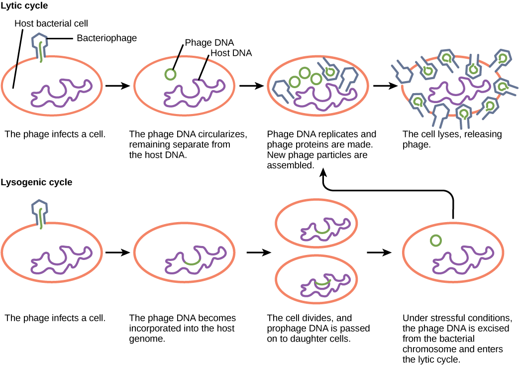 Le cycle lytique du bactériophage commence lorsque le phage se fixe à la cellule hôte par l'intermédiaire d'une fine tige. L'ADN linéaire de la tête virale est injecté dans la cellule hôte. L'ADN du phage circule et reste séparé de l'ADN de l'hôte. L'ADN du phage se réplique et de nouvelles protéines phagiques sont fabriquées. De nouvelles particules phagiques sont assemblées. La cellule se lyse, libérant le phage. Le cycle lysogénique du bactériophage commence de la même manière que le cycle lytique, le phage infectant une cellule hôte. Cependant, l'ADN du phage est incorporé dans le génome de l'hôte. La cellule se divise et l'ADN des phages est transmis aux cellules filles. Dans des conditions de stress, l'ADN du phage est excisé du chromosome bactérien et entre dans le cycle lytique.