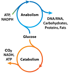5: Metabolism I – Catabolic Reactions
