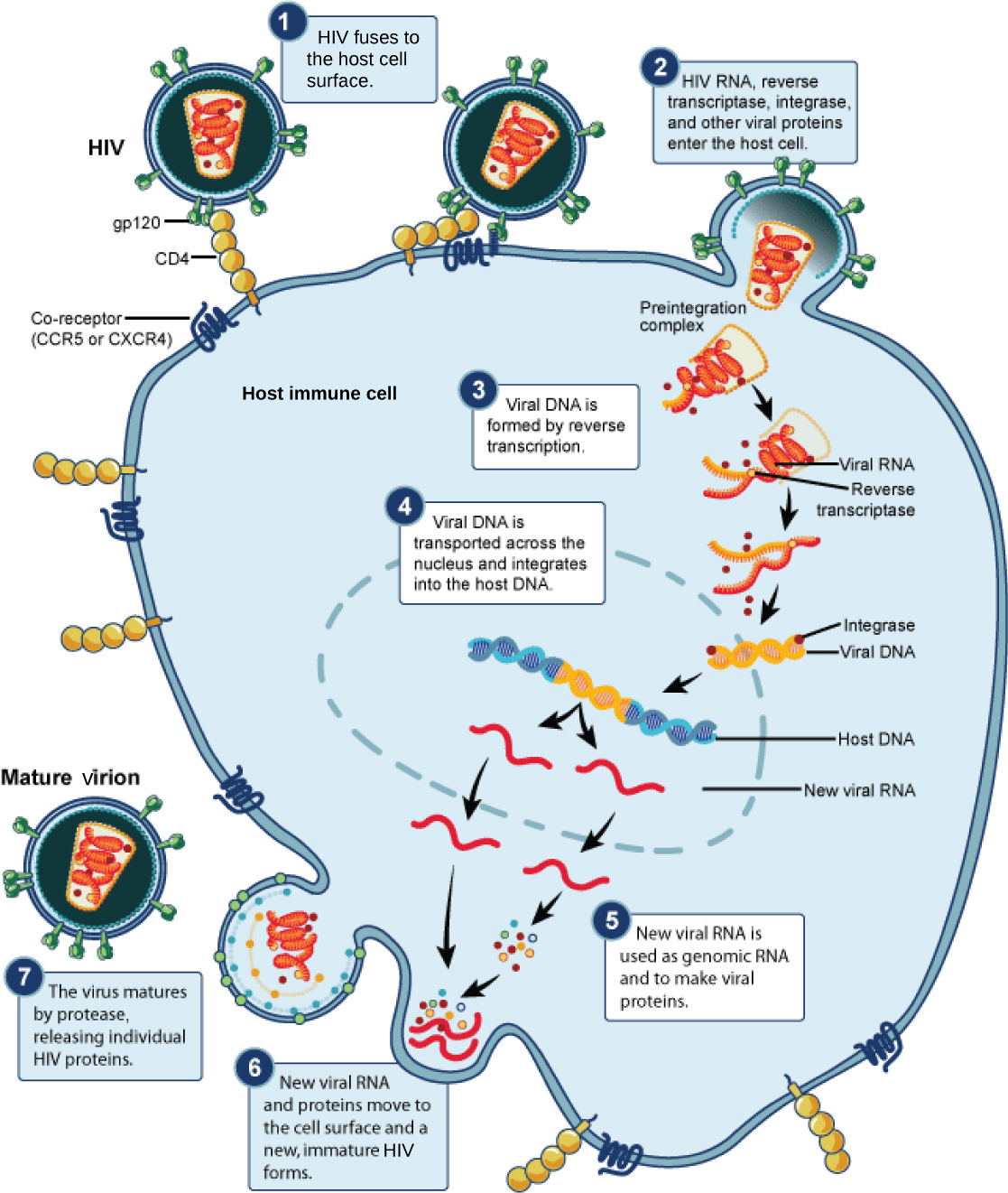 该插图显示了 HIV 生命周期中的各个步骤。 在步骤 1 中，病毒包膜中的 gp120 糖蛋白附着在宿主细胞膜上的 CD4 受体上。 然后，糖蛋白附着在共受体 CCR5 或 CXCR4 上，病毒包膜与细胞膜融合。 HIV RNA、逆转录酶和其他病毒蛋白被释放到宿主细胞中。 病毒 DNA 由 RNA 通过逆转录酶形成。 然后，病毒 DNA 被运送到核膜上，然后整合到宿主 DNA 中。 产生了新的病毒 RNA；它被用作基因组 RNA 和制造病毒蛋白。 新的病毒 RNA 和蛋白质移到细胞表面，形成新的未成熟的 HIV。 当蛋白酶释放出单个 HIV 蛋白质时，病毒就会成熟。