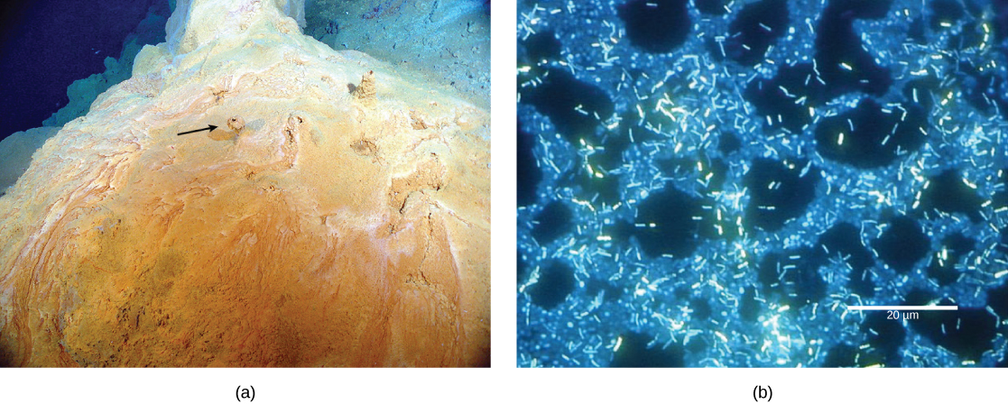 La partie de la photo montre un monticule jaune rougeâtre sur lequel poussent de petites cheminées. La micrographie de la partie B montre des bactéries en forme de bâtonnets d'environ deux microns de long nageant sur un tapis de bactéries plus épais.