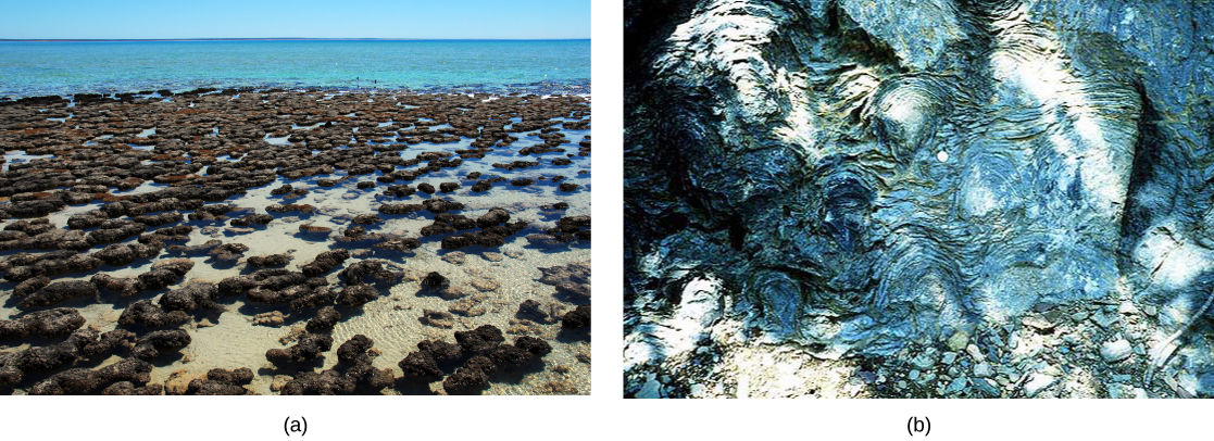 تُظهر الصورة A كتلة من التلال الرمادية في المياه الضحلة. تُظهر الصورة B نمطًا دائريًا في الصخور الرخامية البيضاء والرمادية.
