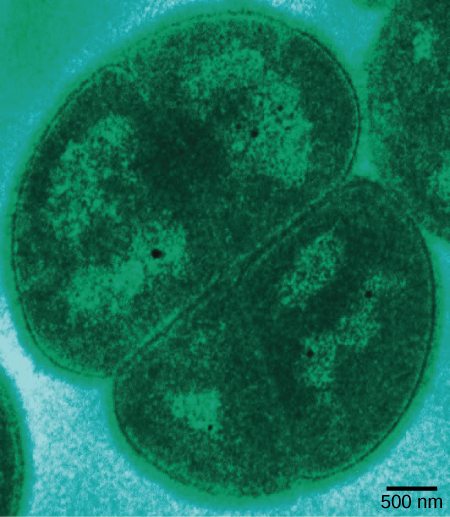 Cette micrographie montre un déinocoque ovale d'environ 2,5 microns de diamètre qui se divise en cellules.