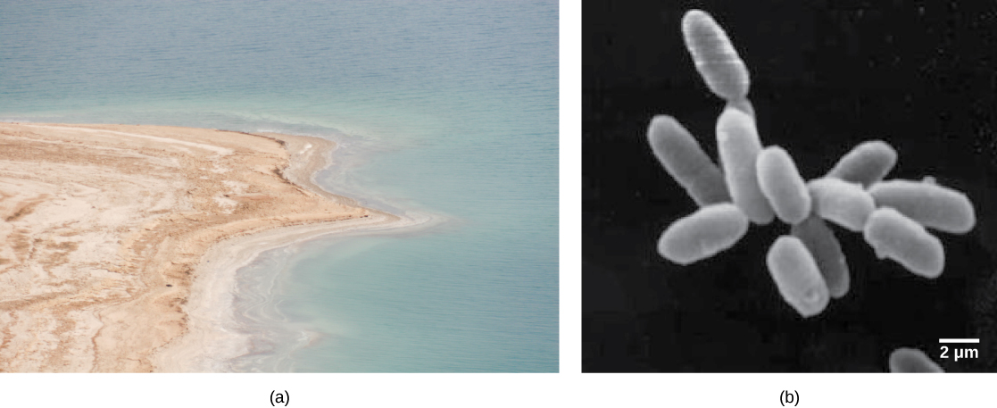 تُظهر الصورة A البحر الميت والخط الساحلي البني المصاحب له. يُظهر الرسم المجهري B بكتيريا هالوباكتيريا على شكل قضيب.