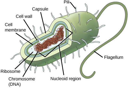 Dans cette illustration, la cellule procaryote est en forme de bâtonnet. Le chromosome circulaire est concentré dans une région appelée nucléoïde. Le liquide à l'intérieur de la cellule s'appelle le cytoplasme. Les ribosomes, représentés par de petits cercles, flottent dans le cytoplasme. Le cytoplasme est recouvert d'une membrane plasmique, elle-même enveloppée par une paroi cellulaire. Une capsule entoure la paroi cellulaire. La bactérie représentée possède un flagelle qui fait saillie à partir d'une extrémité étroite. Les pili sont de petites protubérances qui se projettent de la capsule sur toute la bactérie, comme les cheveux.