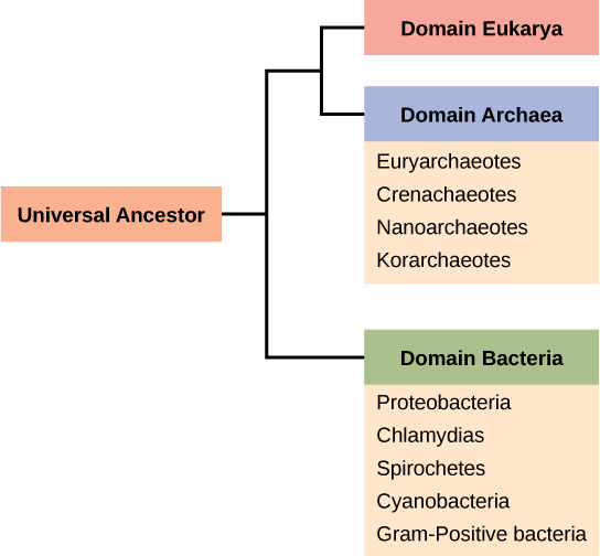 Le tronc de l'arbre phylogénétique est un ancêtre universel. L'arbre forme deux branches. Une branche mène à la bactérie du domaine, qui comprend les protéobactéries phyla, les chlamydias, les spirochètes, les cyanobactéries et les bactéries à Gram positif. L'autre branche se ramifie à nouveau, dans les domaines de l'eucarya et des archées. Les archées du domaine comprennent les phyla euryarchéotes, les crenarchéotes, les nanoarchéotes et les korarchéotea.