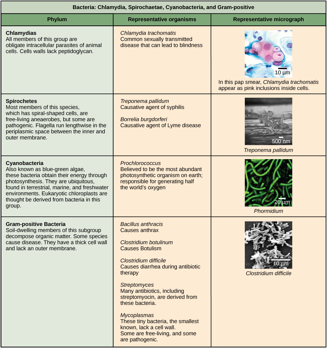 Ce tableau décrit quatre types de bactéries, à savoir la chlamydia, les spirochètes, les cyanobactéries et les bactéries à Gram positif. Le tableau est organisé par phylum, leurs organismes représentatifs et une micrographie représentative