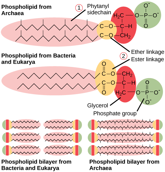 Cette illustration compare les phospholipides de Bacteria et d'Eucarya à ceux d'Archaea. Chez les bactéries et les eucaryas, les acides gras sont liés au glycérol par une liaison ester, tandis que chez Archaea, les chaînes isoprène sont liées au glycérol par une liaison éther. Dans la liaison ester, le premier carbone de la chaîne d'acides gras possède une double liaison oxygène, alors que dans la liaison éther, il n'en a pas. Chez Archaea, les chaînes d'isoprène comportent des groupes méthyle qui se ramifient à partir d'elles, alors que de telles branches sont absentes chez les bactéries et les eucaryas. Les deux types de phospholipides produisent des bicouches lipidiques similaires.