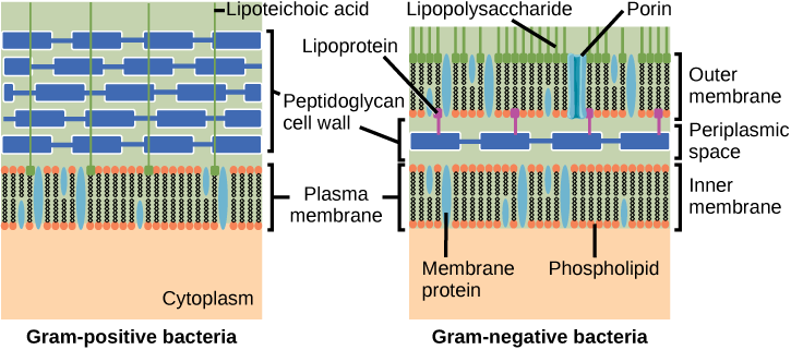 The left illustration shows the cell wall of Gram-positive bacteria. The cell wall is a thick layer of peptidoglycan that exists outside the plasma membrane. A long, thin molecule called lipoteichoic acid anchors the cell wall to the cell membrane. The right illustration shows Gram-negative bacteria. In Gram-negative bacteria, a thin peptidoglycan cell wall is sandwiched between an outer and an inner plasma membrane. The space between the two membranes is called the periplasmic space. Lipoproteins anchor the cell wall to the outer membrane. Lipopolysaccharides protrude from the outer membrane. Porins are proteins in the outer membrane that allow entry of substances.