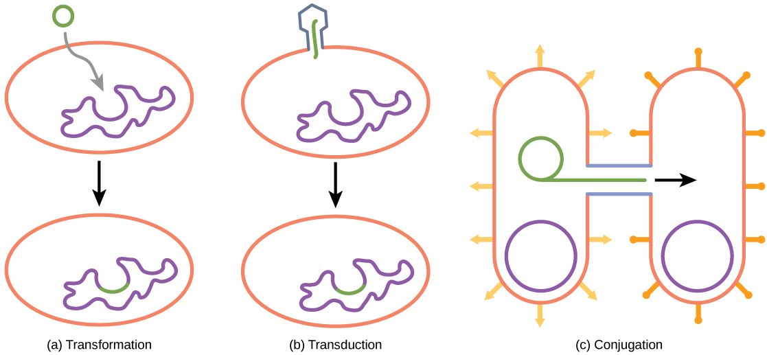 L'illustration A montre un petit morceau circulaire d'ADN absorbé par une cellule. L'illustration C montre un bactériophage injectant de l'ADN dans une cellule procaryote. L'ADN est ensuite incorporé dans le génome. L'illustration C montre deux bactéries reliées par un pilus. Une petite boucle d'ADN est transférée d'une cellule à l'autre via le pilus.