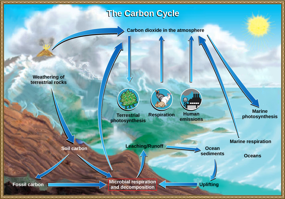 איור זה מראה את תפקידם של חיידקים במחזור הפחמן. חיידקים מפרקים פחמן אורגני, המשתחרר כפחמן דו חמצני לאטמוספירה.