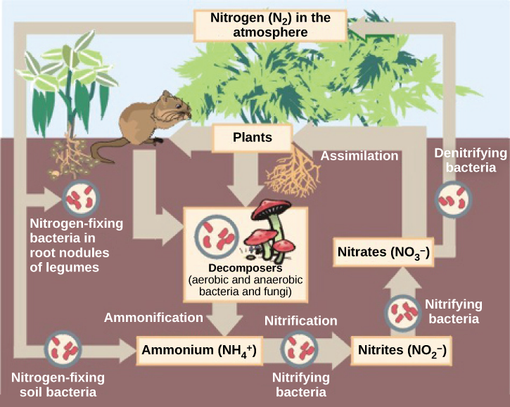 איור זה מראה את תפקידם של חיידקים במחזור החנקן. חיידקים מקבעים חנקן בגושים שורשיים של קטניות ממירים גז חנקן, או N2, לחנקן אורגני המצוי בצמחים. חיידקי אדמה מקבעים חנקן מייצרים יון אמוניום, או NH4+. מפרקים, כולל חיידקים ופטריות, מפרקים חומר אורגני, ומשחררים גם NH4+. ניטריפיקציה היא התהליך שבו חיידקים מחנקים מייצרים ניטריטים (NO2-) וחנקות (NO3-). חנקות נטמעות על ידי צמחים, אחר כך בעלי חיים, ואז מפרקים. חיידקים מדניטרים ממירים חנקות לגז חנקן, ומשלימים את המחזור.
