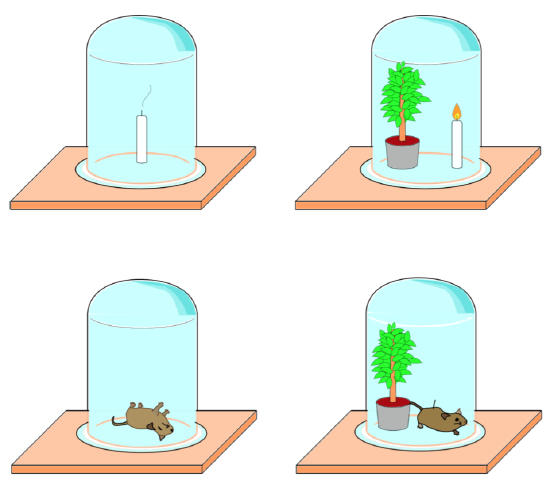 Four bell jars containing a extinguished candle, a plant and burning candle, a dead mouse, or a plant with live mouse.