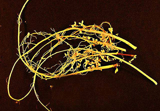 Cette photo montre une racine de légumineuse, fine et jaune avec des nodules qui en sortent.