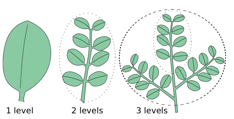 Jerarquía de hojas, simple = 1, y niveles de compuesto = 2+