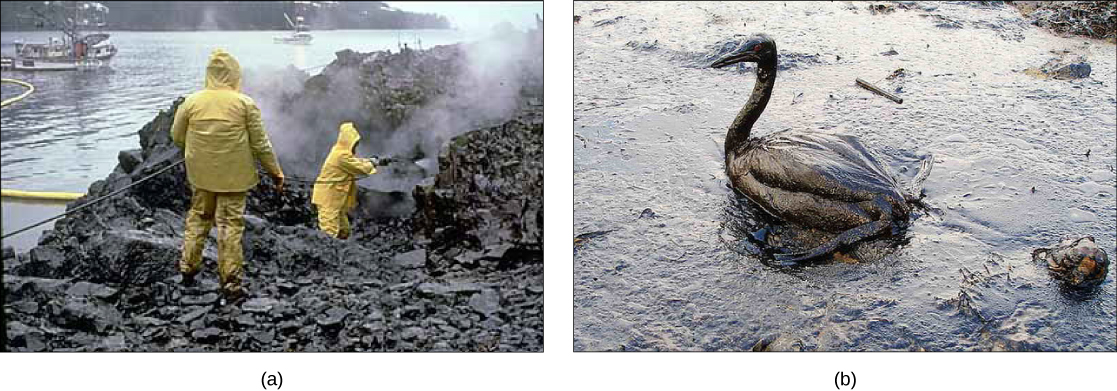 第一部分：这张照片显示了两名身穿黄色雨衣的男子在海边冲洗油浸透的岩石。 b 部分：这张照片显示了一只油浸的鸟坐在油性水中。