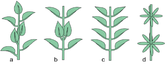Alternate, opposite, and whorled leaf diagrams