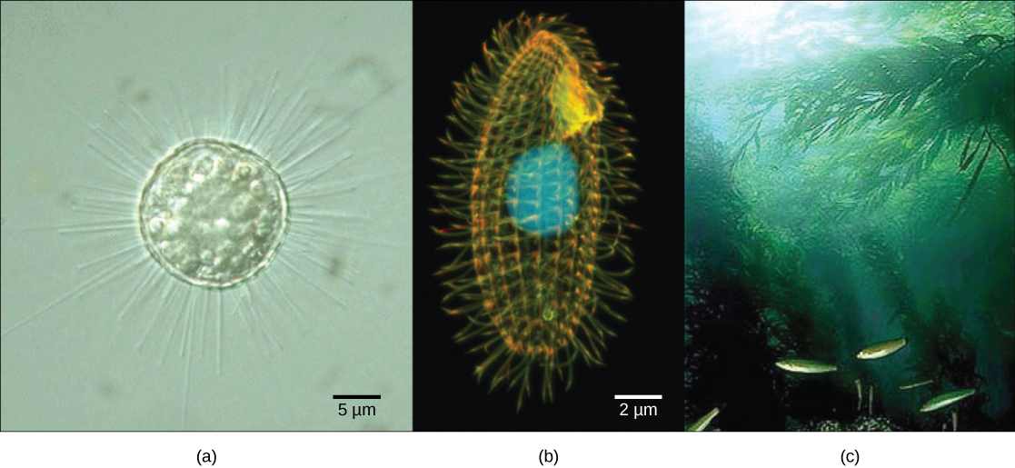 a 部分是圆形、透明的单细胞生物的显微照片，有长而细的刺。 b 部分是椭圆形透明生物的显微照片，其长度上有脊延伸。 原子核可见为一个大而圆的球体。 纤毛从生物体表面延伸。 c 部分是一张从海底生长的海带森林的水下照片。