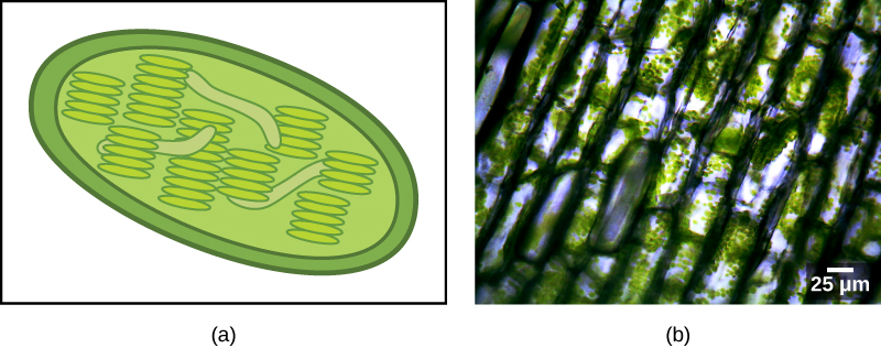 L'illustration A montre un chloroplaste ovale vert avec une membrane extérieure et une membrane intérieure. Les thylakoïdes ont la forme d'un disque et s'empilent comme des jetons de poker. L'image B est une micrographie montrant des formes rectangulaires dans lesquelles se trouvent de petites sphères vertes.