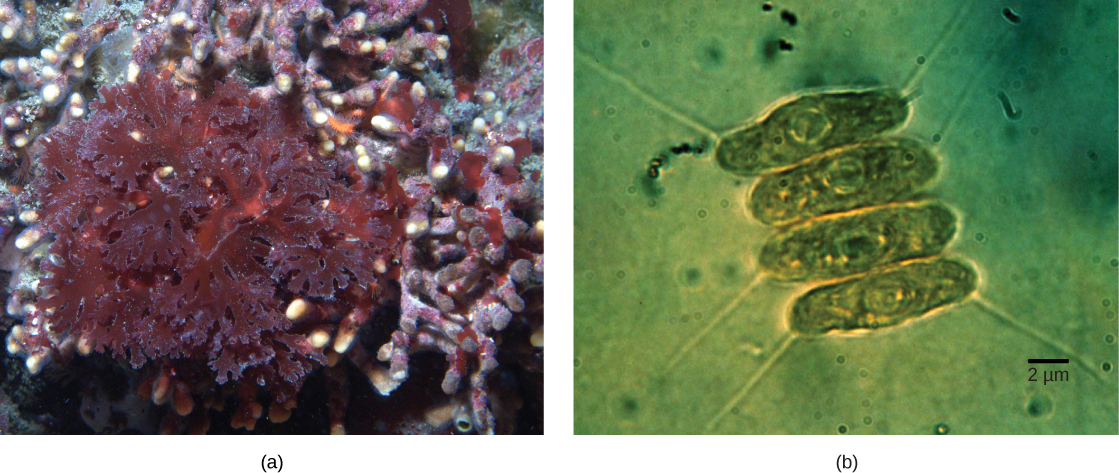 La partie a montre des algues rouges aux feuilles ressemblant à de la laitue. La partie b montre quatre cellules d'algues vertes ovales empilées les unes à côté des autres. Les cyanobactéries mesurent environ 2 µm de diamètre et 10 µm de long.