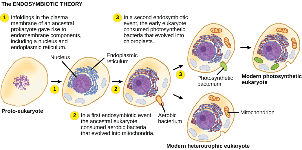 L'illustration montre les étapes qui, selon la théorie endosymbiotique, ont donné naissance à des organismes eucaryotes. À l'étape 1, des inflexions dans la membrane plasmique d'un procaryote ancestral ont donné naissance à des composants endomembranaires, notamment un noyau et un réticulum endoplasmique. À l'étape 2, le premier événement endosymbiotique s'est produit : l'eucaryote ancestral a consommé des bactéries aérobies qui se sont transformées en mitochondries. Lors d'un deuxième événement endosymbiotique, les premiers eucaryotes ont consommé des bactéries photosynthétiques qui se sont transformées en chloroplastes.
