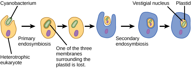 Selon la théorie de l'endosymbiose secondaire, les plastes des chlorarachniophytes modernes sont apparus à la suite de deux événements endosymbiotiques. Dans le premier cas, une cyanobactérie a été engloutie par un eucaryote hétérotrophe. Les cyanobactéries possèdent deux membranes et l'endosymbiose a donné naissance à une troisième membrane. L'une de ces membranes a été perdue. Puis, lors d'un deuxième événement endosymbiotique, la cellule a été engloutie par une autre cellule. La première cellule est devenue un plaste, un organite avec un noyau vestigial et une membrane organitale à l'intérieur ; le plaste a donc l'apparence d'une cellule à l'intérieur d'une cellule.