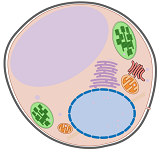 2: Symbiogenesis and the Plant Cell