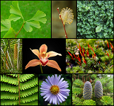 6: Growing Diversity of Plants