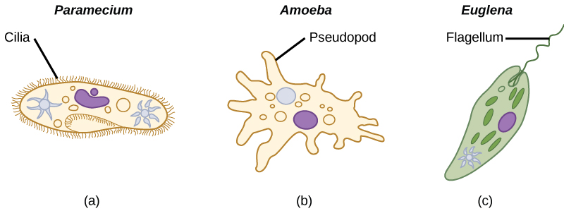 Methods of movement in protists