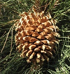 mindtouch.page#thumbnail