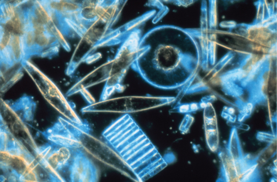 这张显微照片显示了半透明的蓝色硅藻，其大小和形状差异很大。 许多是管状或菱形的。 一个是圆盘形的，带有可见的集线器。 另一张看起来像是从末端看的磁盘，里面有凹槽。